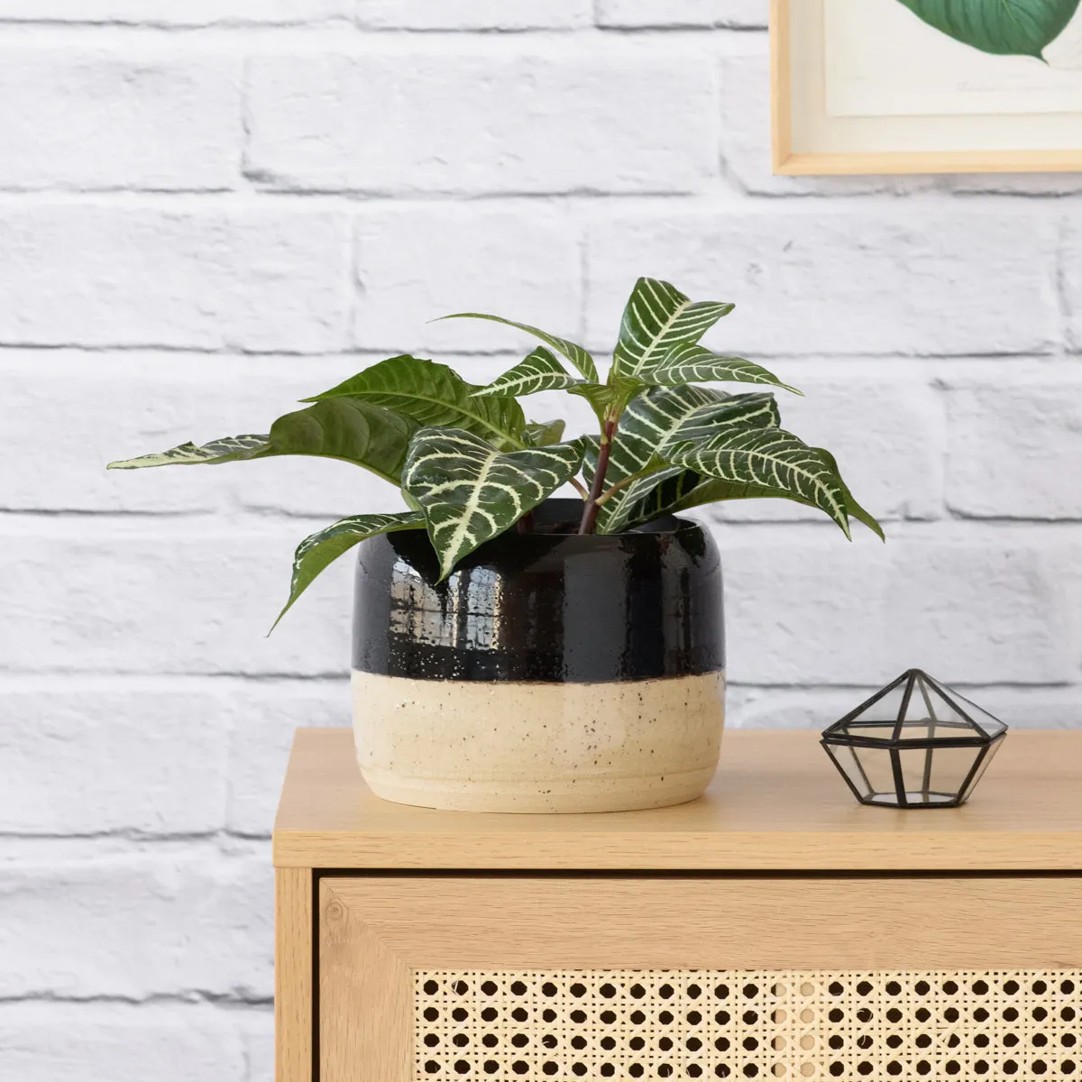 Caxi Planter - Black