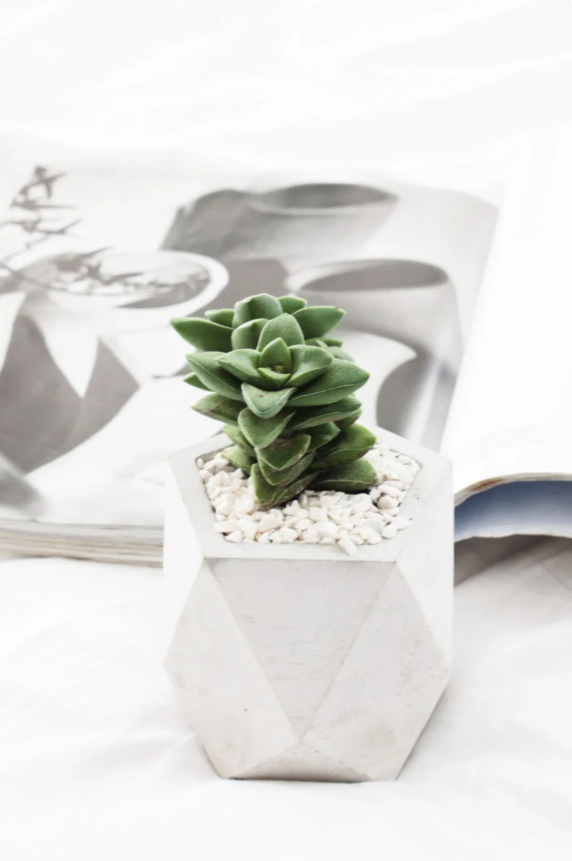 Faceted Pentagon Concrete Planter