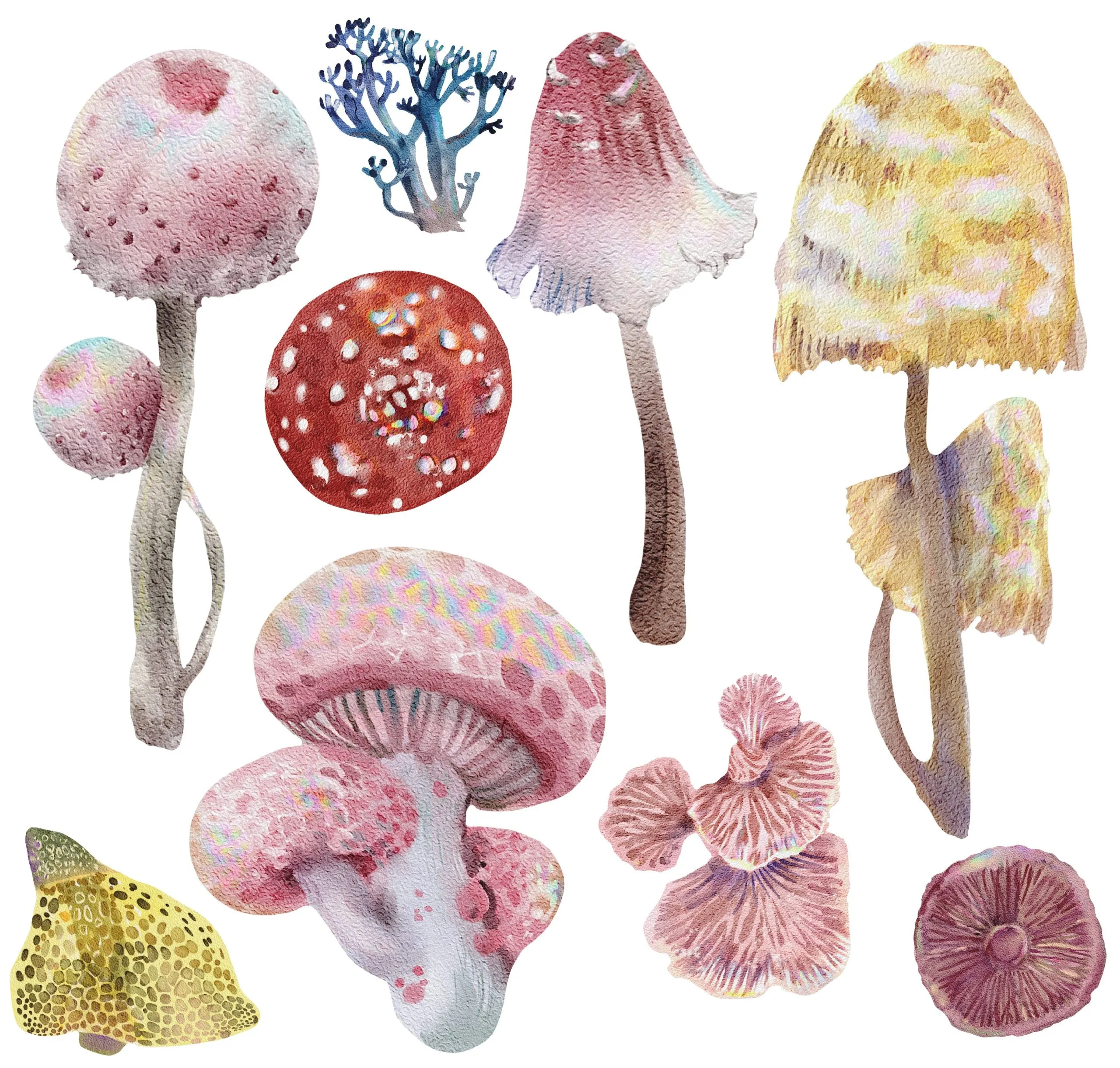 Petite Transfers