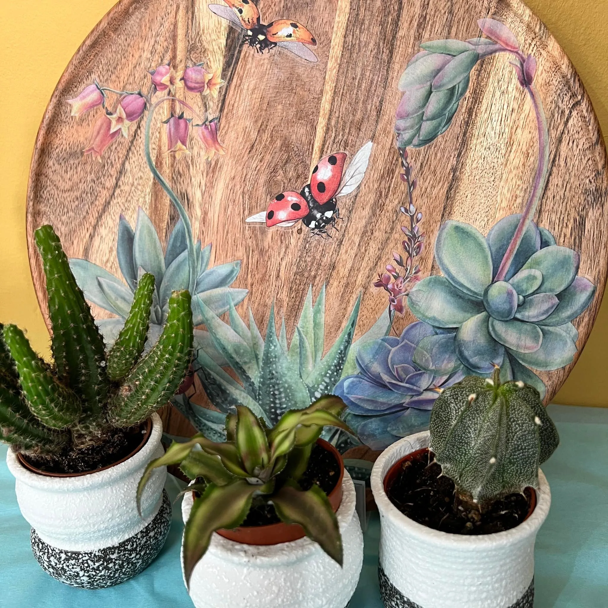 Petite Transfers