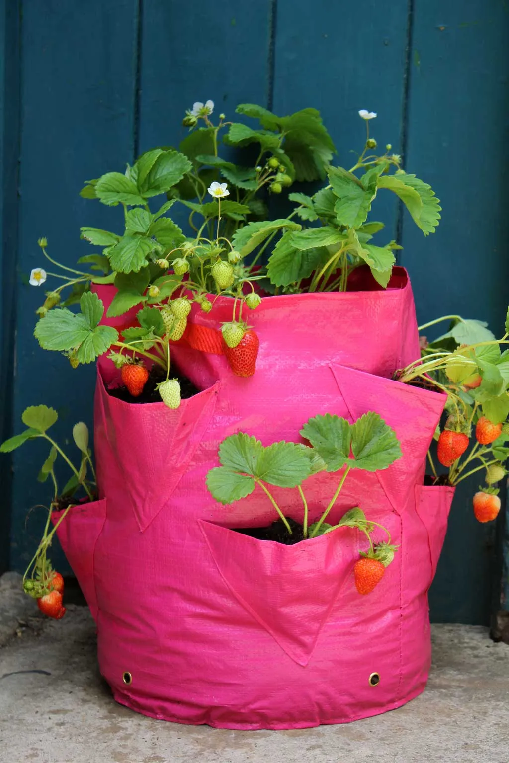 Strawberry & Herb Patio Planters - Set of 2