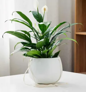 White Ceramic Hanging Planter with Rope