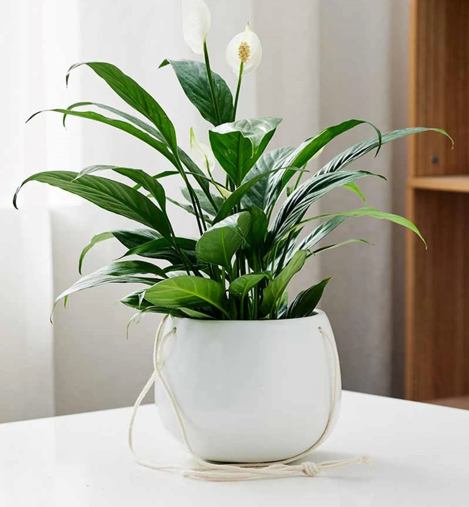 White Ceramic Hanging Planter with Rope